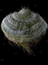 Samorost 2 PC